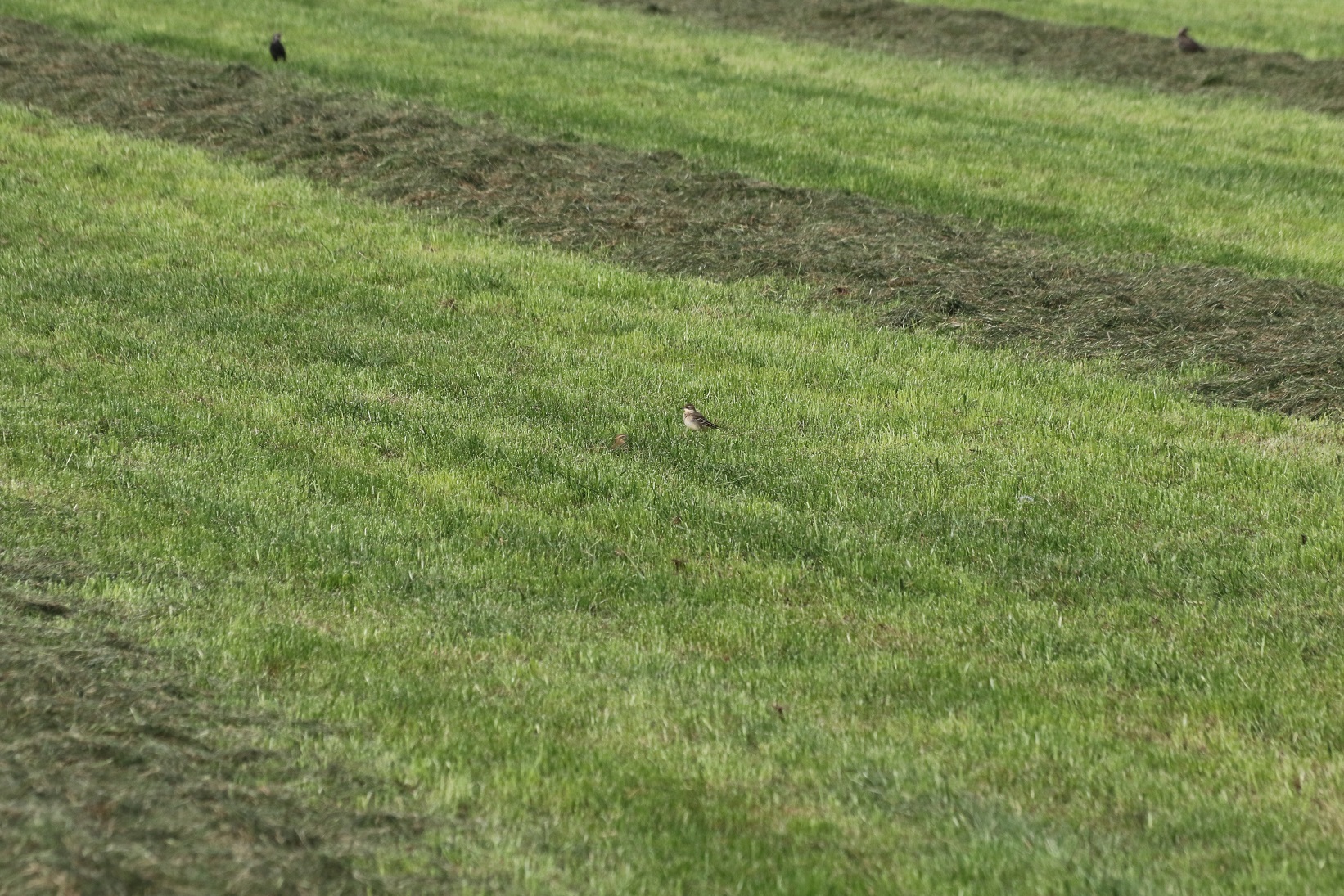 Werlke vogel is dit?